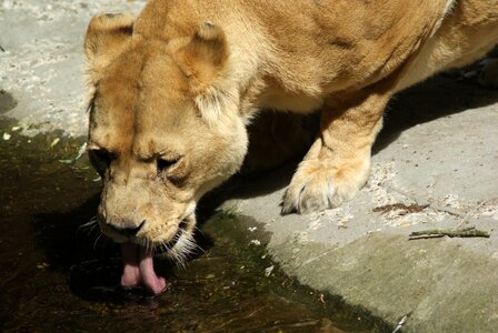 Zoo tongue water