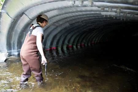Biologist inspects fish friendly culvert