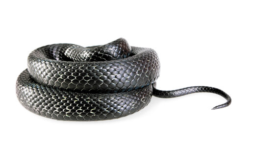 Black Snake photo