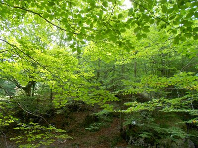 Beech park nature