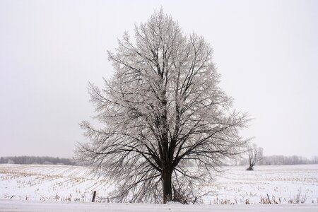 Agriculture forest tree photo