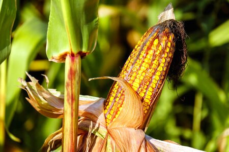 Agriculture corn corncob photo