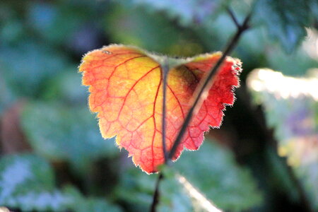 Single red-golden leaf