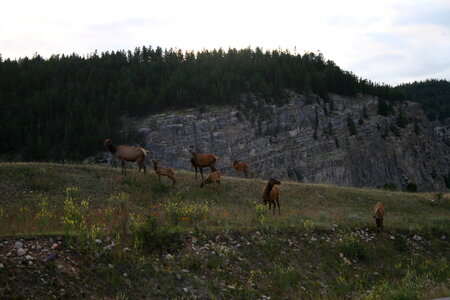 Deer in Jasper national park canada photo