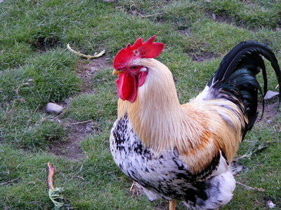 Mixed coloured rooster
