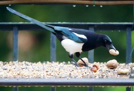 Animal world birds bill