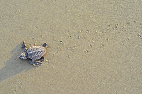 Loggerhead sea turtle hatchling-2 photo