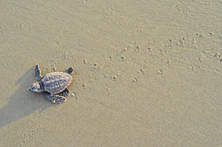 Loggerhead sea turtle hatchling-2