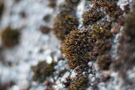 Grey macro nature