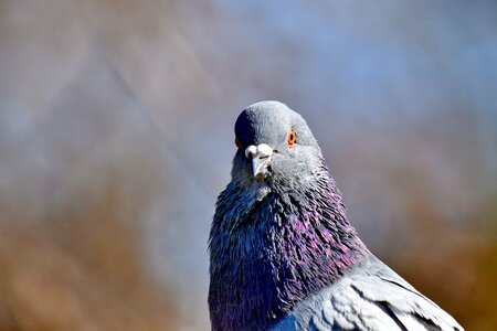 Pigeon plumage profile photo