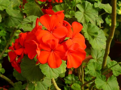 Beautiful Flowers blossom colorful