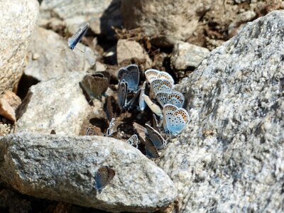 Common blue lycaenidae common bläuling photo