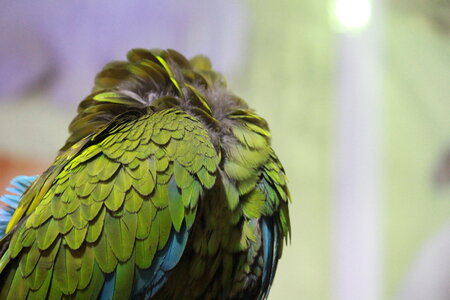Green Parrot Scratching photo