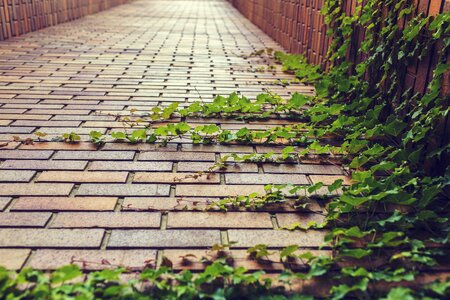 Plant leaves brickwork photo