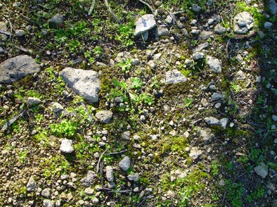Crops lichen little