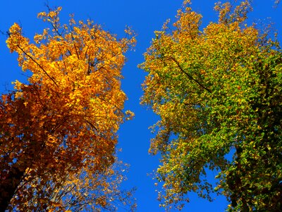 Leaves yellow green photo