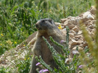 Marmot alpine rodent photo