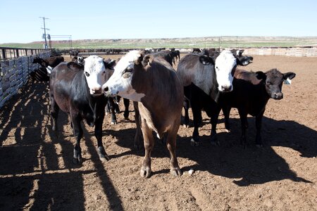 Agriculture bovine cows