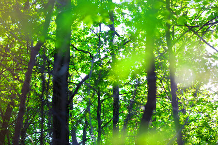 Summer forest photo