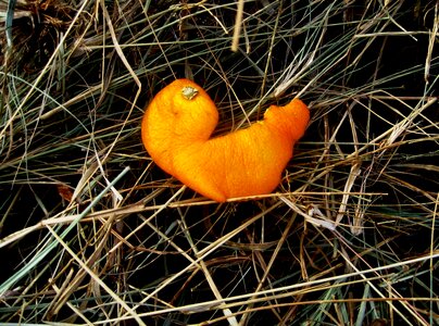 Citrus piece discarded