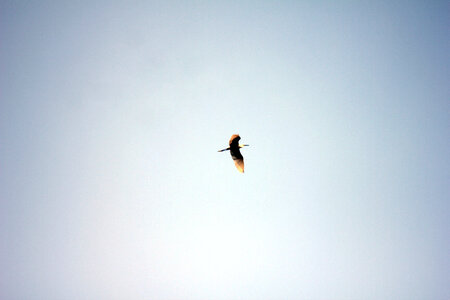 Bird Flying