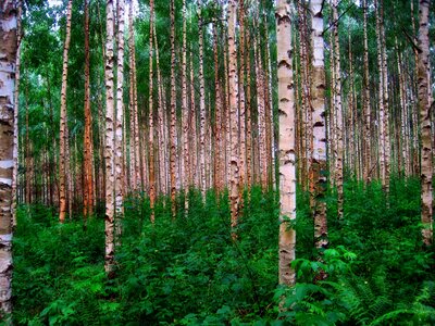 Finland nature outside