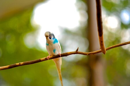 Parakeet parrot blue parakeet photo