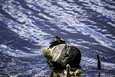 Turtle sunbathing on rock photo