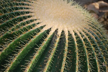 Spike sharp natural