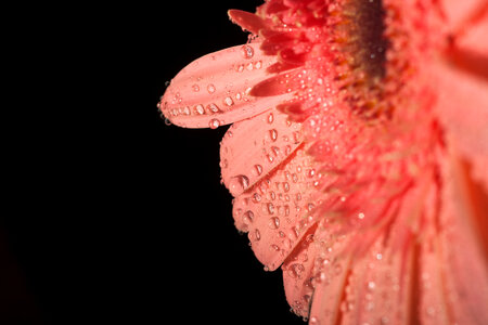 water drops on flower petals photo