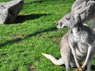 Grass animal kangaroo photo