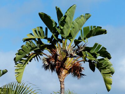 Similar to palm palm leaf caudata