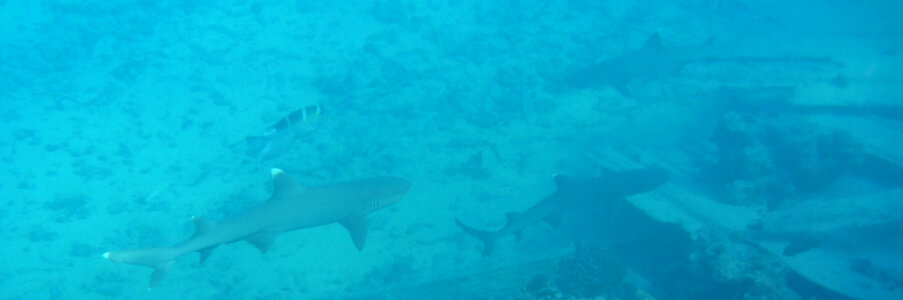 White-tipped reef sharks, Tern Island photo