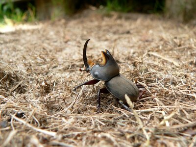 I cascarudo insect dry grass