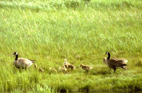 Breeding canada geese photo