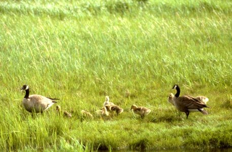 Breeding canada geese