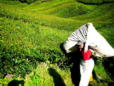 Cameron highlands malaysia green