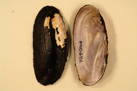 Elliptio dilatata-7