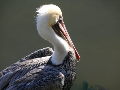 Bird sea animal