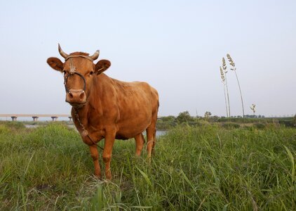Cow animal cattle in korea photo