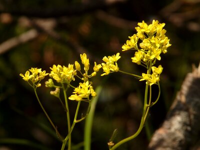 Flower alpine plant blossom
