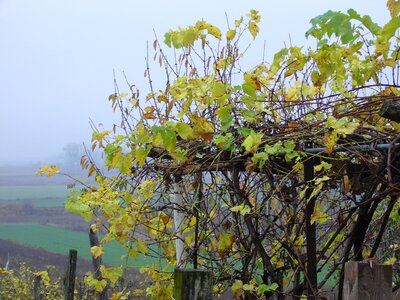 Bower autumn fog