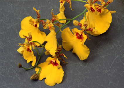 Yellow Orchid Flower photo