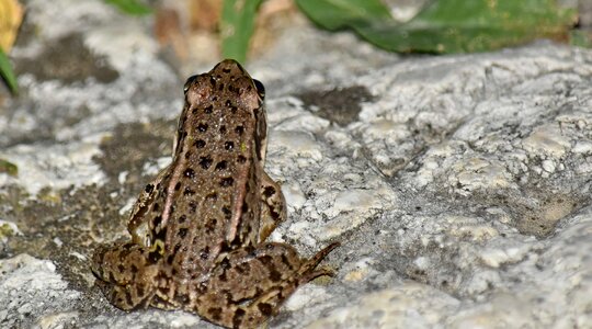 Camouflage frog amphibian photo