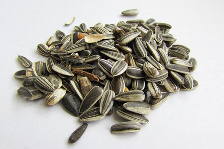 Shell cores food