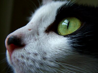 Eye acro animal portrait