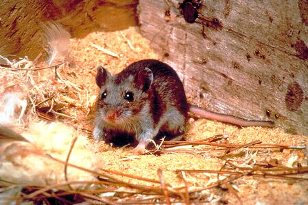Animal deer mole