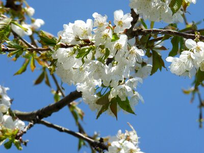Cherry blossom spring garden photo