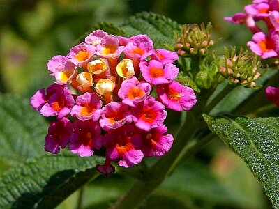 Flowers red viola photo