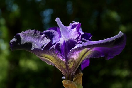 Dark purple flower velvety photo